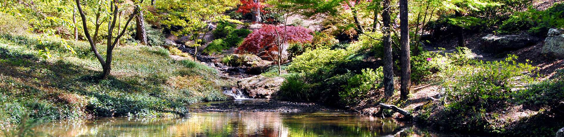 trees and water